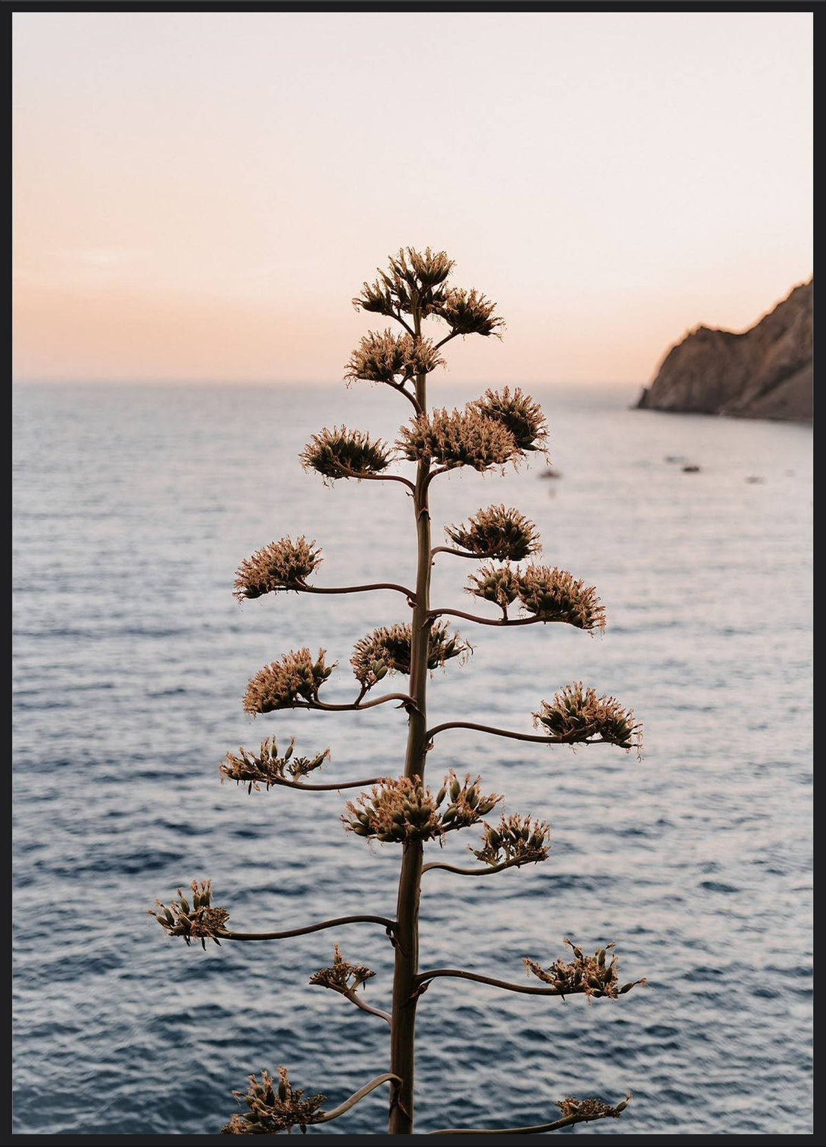 Monterosso al Mare Poster – Agavenblüte vor dem Meer an der ligurischen Küste, Italien Fotografie
