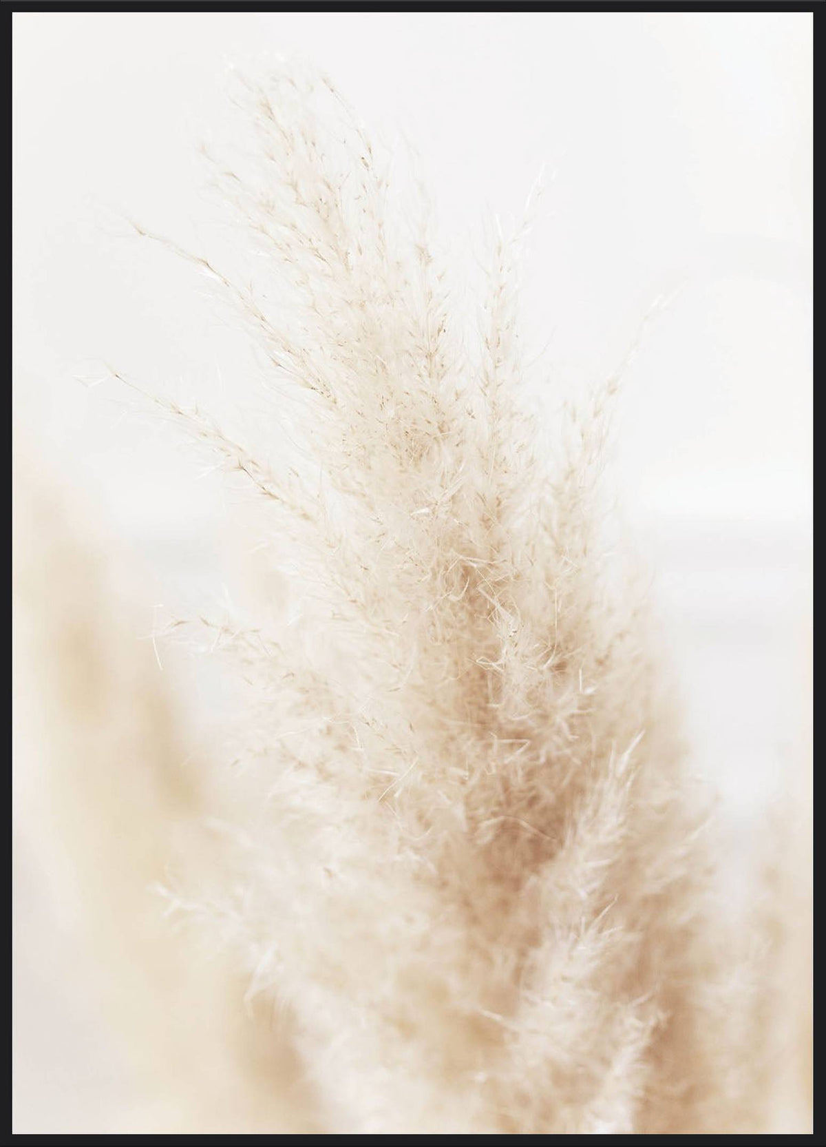 Pampas Hell Poster – Pampasgras in Beige und Creme, weiche Naturfotografie